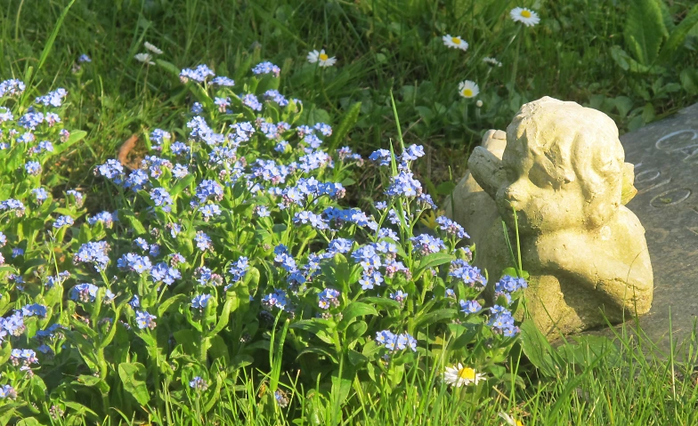 Event-Image for 'AUSFALL Fahrdienst Bahnhof Dietikon zum Friedhof Guggenbühl'